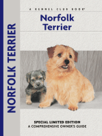 Norfolk Terrier