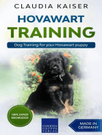 Hovawart Training - Dog Training for your Hovawart puppy