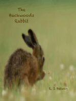 The Backwoods Rabbit: The Backwoods