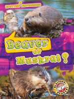 Beaver or Muskrat?