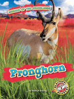 Pronghorn