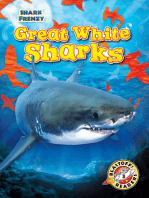 Great White Sharks