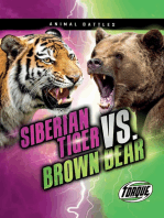 Siberian Tiger vs. Brown Bear