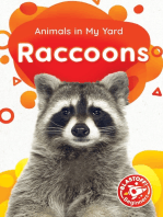 Raccoons