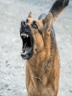 The Deleterious Effects of Dog Barking