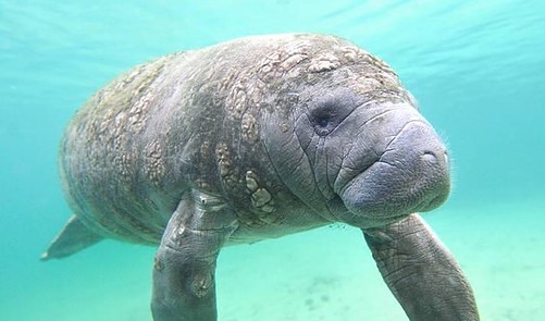 Fossils Of Ice Age Manatees Discovered - How It Works | Everand