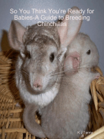 So You Think You’re Ready for Babies - A Guide to Breeding Chinchillas