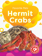 Hermit Crabs