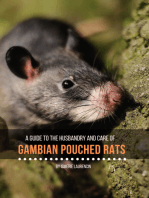 Gambian Pouched Rats : A guide to their husbandry and care