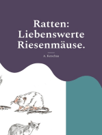 Ratten: Liebenswerte Riesenmäuse.