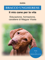 Bracco Ungherese: Educazione, formazione, carattere di Magyar Vizsla