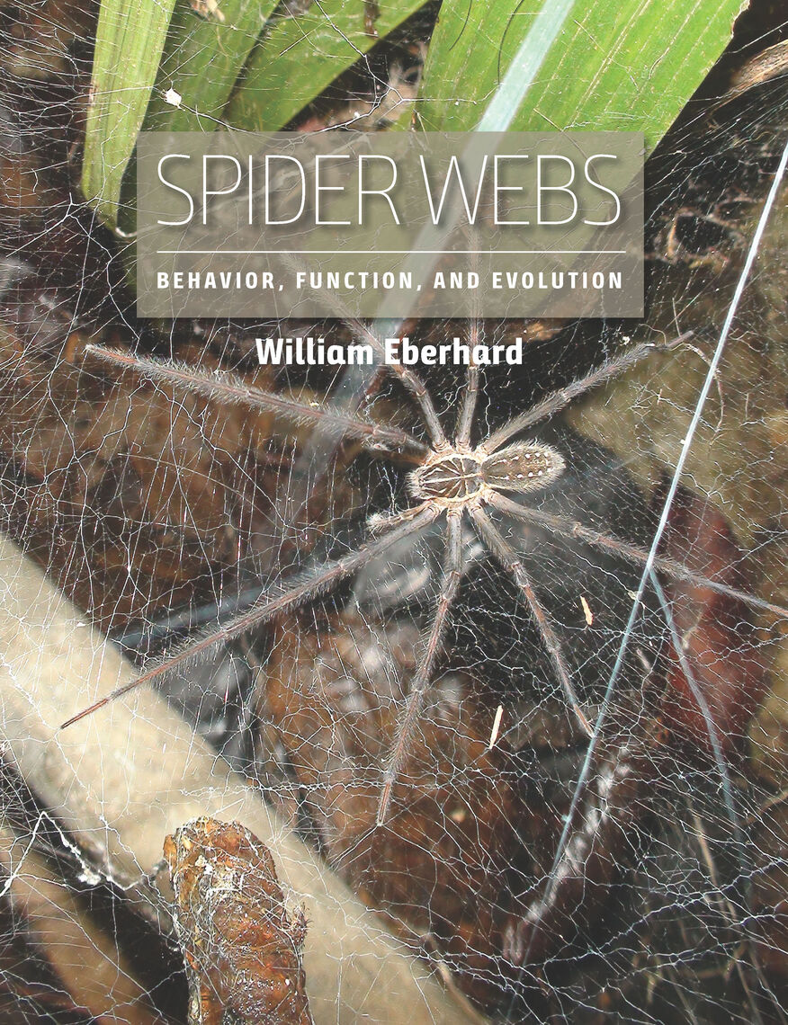 Decoding the Dimensions: Estimating a Spiders Size Through its Web