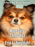 Meet Cute Chihuahua