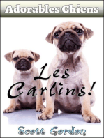 Adorables Chiens : Les Carlins