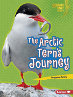 The Arctic Tern's Journey