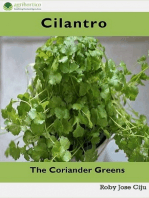 Cilantro, the Coriander Greens