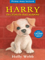Harry, Un Cățel Fara Adapost