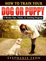 How to Train Your Dog or Puppy: 4 Weeks Tips, Tricks, & Training Program