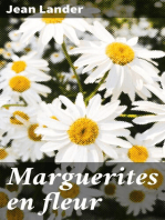 Marguerites en fleur