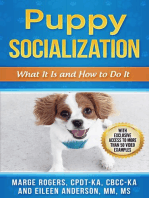 Puppy Socialization