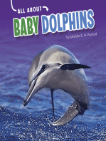All About Baby Dolphins