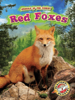 Red Foxes