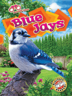 Blue Jays