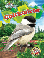 Chickadees