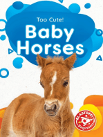 Baby Horses