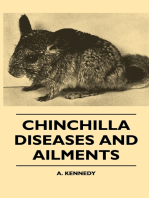 Chinchilla Diseases And Ailments