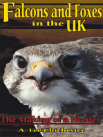 Falcons and Foxes in the U.K.: The Making of a Hunter
