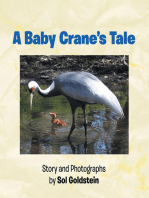 A Baby Crane's Tale