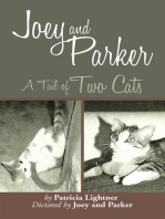 Joey and Parker: A Tail of Two Cats