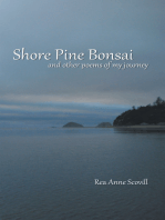 Shore Pine Bonsai
