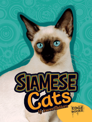 An in depth look at siamese cats