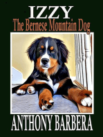 Izzy the Bernese Mountain Dog