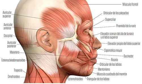 MÚSCULOS DE LA CARA, CABEZA Y CUELLO