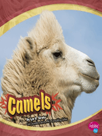 Camels