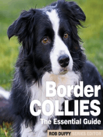 Border Collies: The Essential Guide