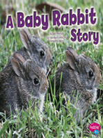 A Baby Rabbit Story