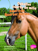 Caballos cuarto de milla/American Quarter Horses