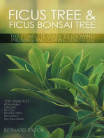 Ficus Tree and Ficus Bonsai Tree. The Complete Guide to Growing, Pruning and Caring for Ficus. Top Varieties