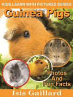 Guinea Pigs Photos and Fun Facts for Kids