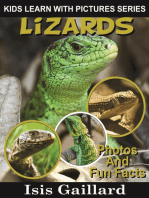 Lizards Photos and Fun Facts for Kids