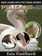 Pelicans Photos and Fun Facts for Kids