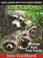 Raccoons Photos and Fun Facts for Kids