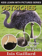 Ostriches Photos and Fun Facts for Kids