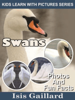 Swans Photos and Fun Facts for Kids