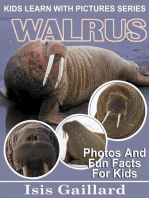 Walrus Photos and Fun Facts for Kids