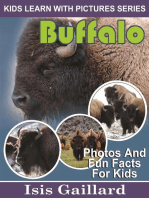 Buffalo Photos and Fun Facts for Kids